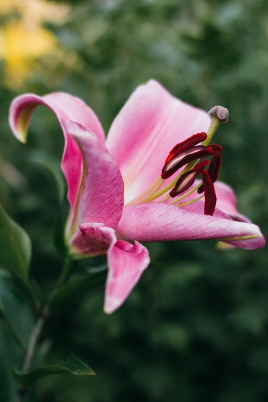 a pink flower sitting on top of a plant