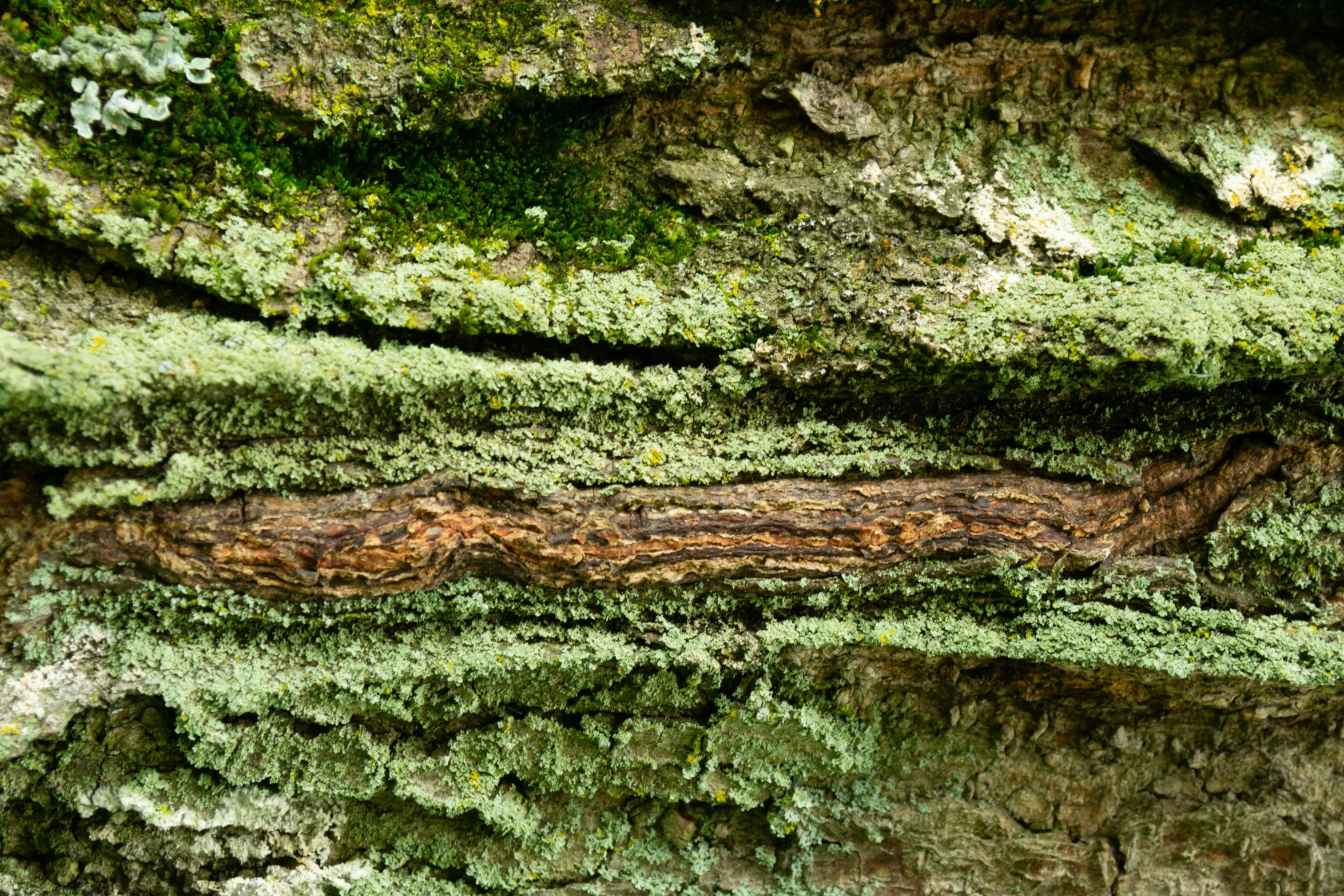 a mossy rock with some trees growing on it