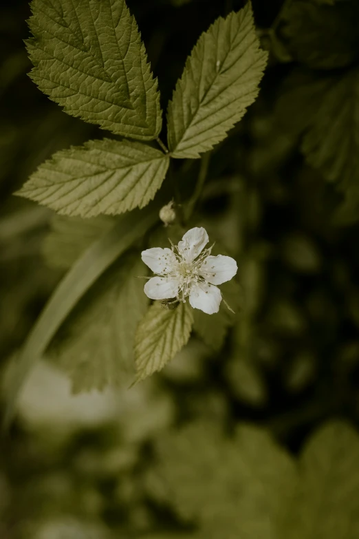 a flower in bloom and green leaves on the ground