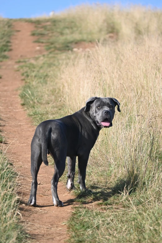 a dog with long black fur is walking along a dirt path