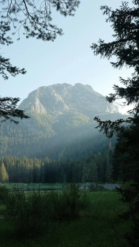 a tree covered hillside with a body of water