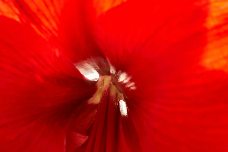 a red flower is shown with its petals open