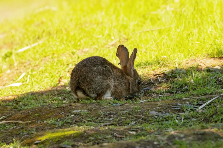 rabbit sitting on grass outside in shade