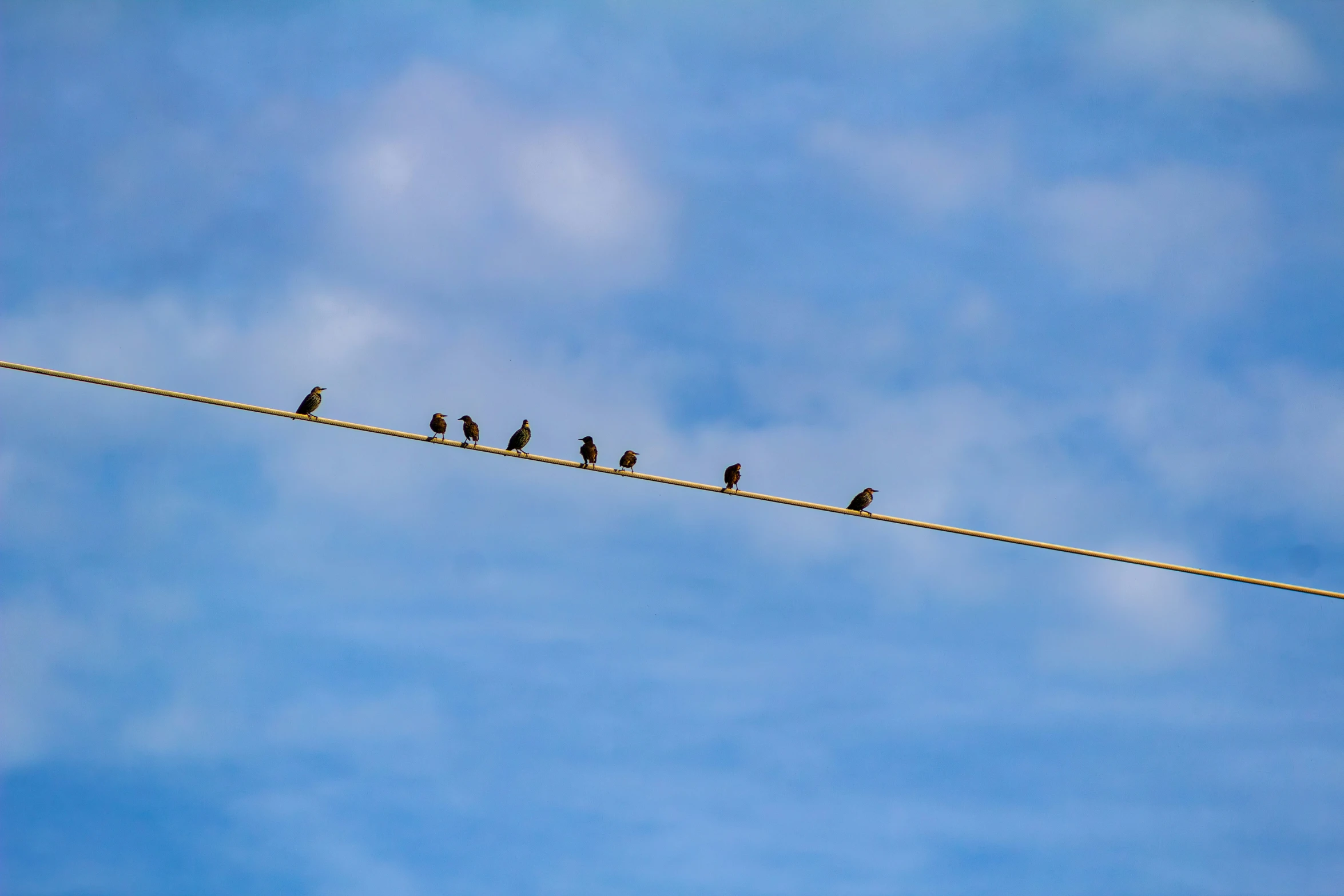 three black birds sitting on a wire, all different ways