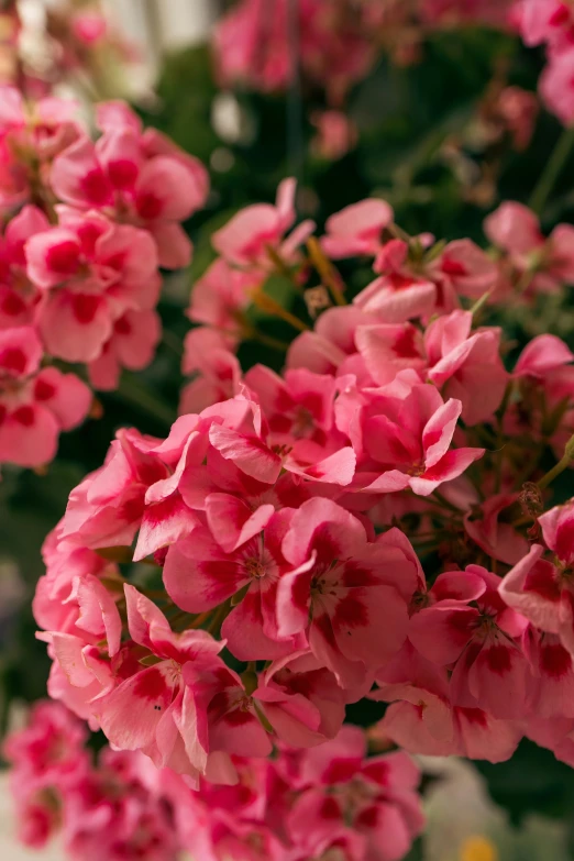 a closeup view of pink flowers with red centers