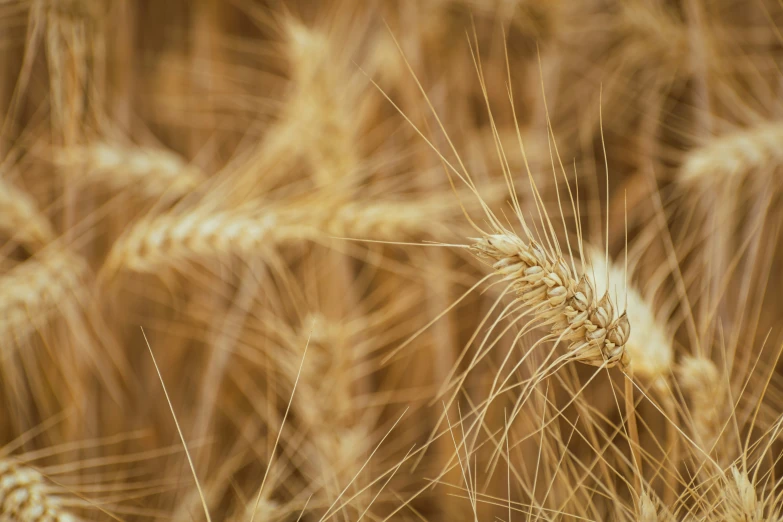 an up close picture of a grain field