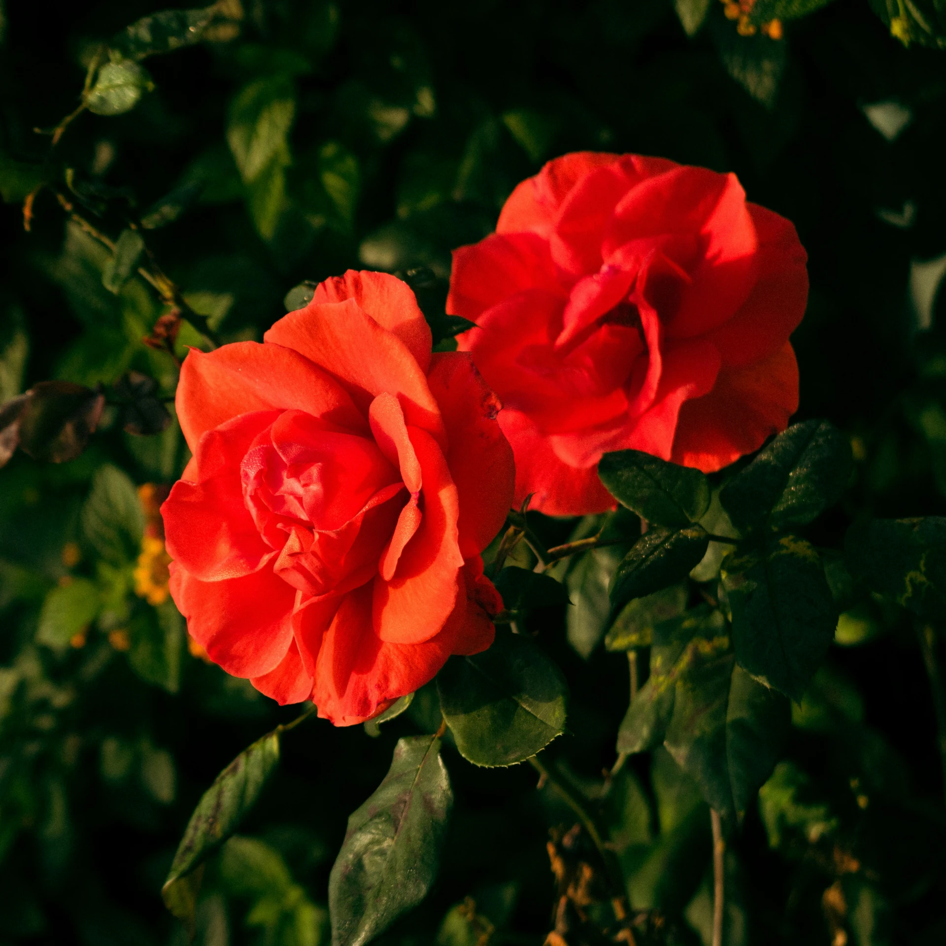 the two red roses are blooming on the bush
