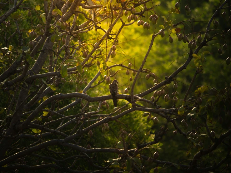 a bird sits in a tree while sun shines behind it