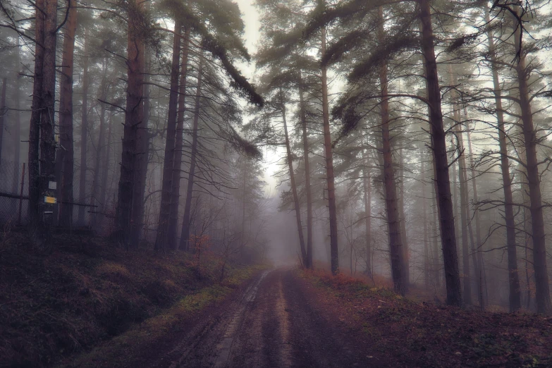 foggy tree lined dirt road surrounded by tall trees