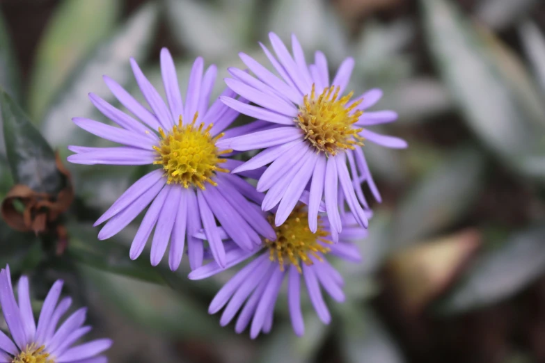 a couple of purple flowers are in some kind of bushes