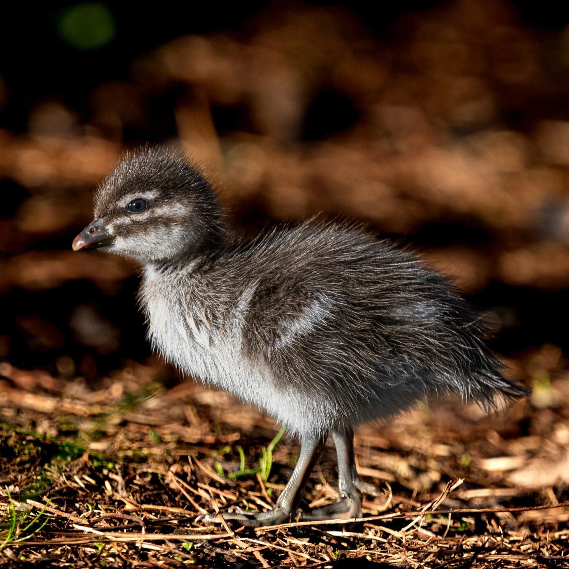 a little duck walks in the grass alone