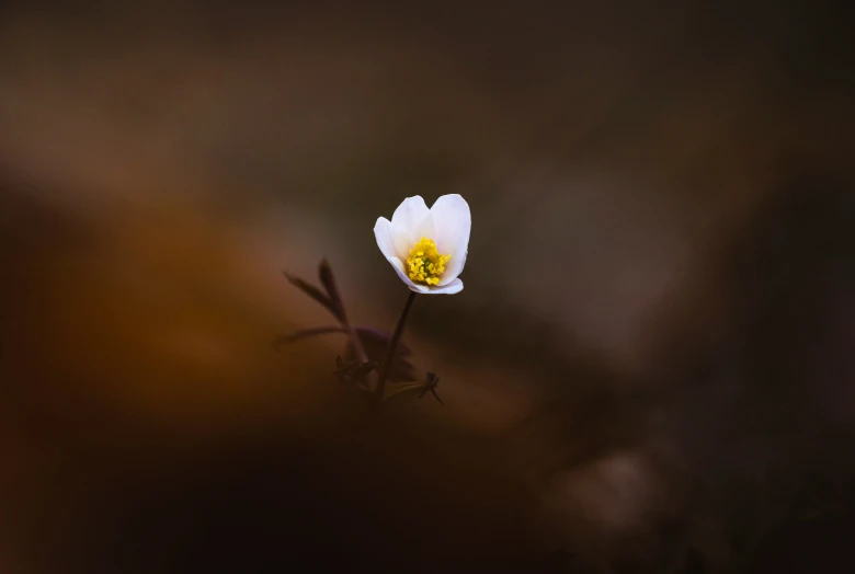 a small white flower with yellow stamen and some buds