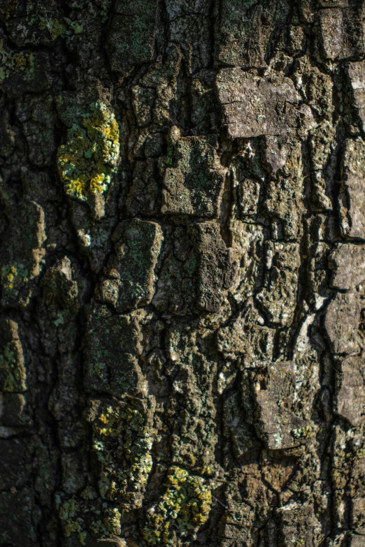 a tree is covered with moss and mossel