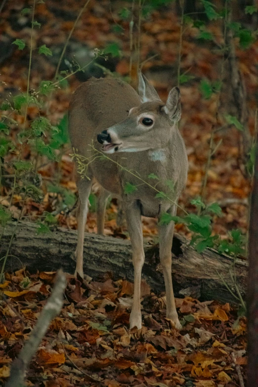 a young deer that is standing in some leaves