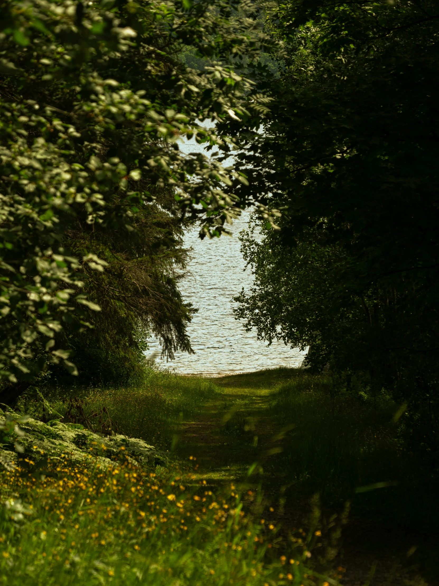 a path through a lush green forest filled with lots of trees