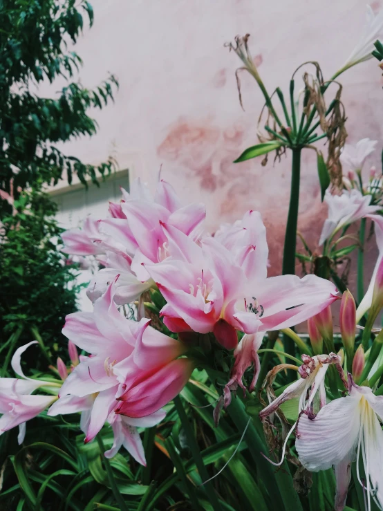 large pink and white flowers outside in a garden