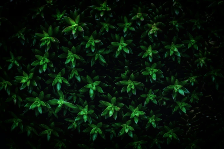 green leaves that are standing up in the dark