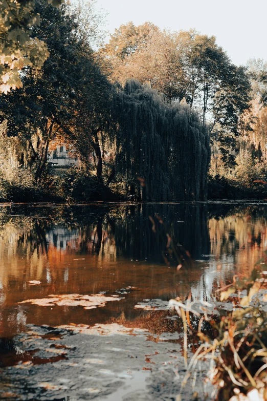 a small pond near a group of trees