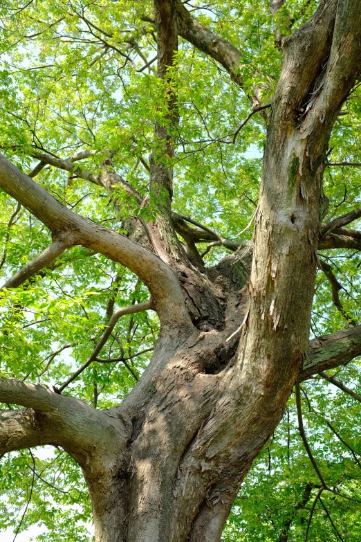 an old tree in the forest is seen