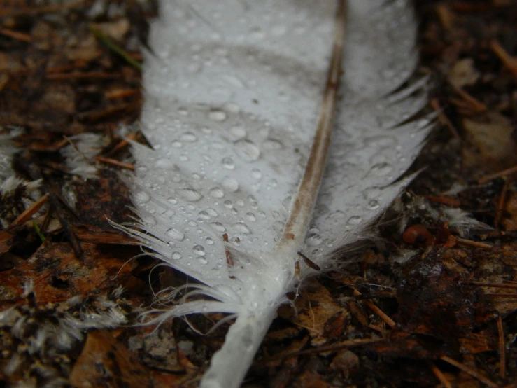 a white feather with water drops on it sitting on the ground