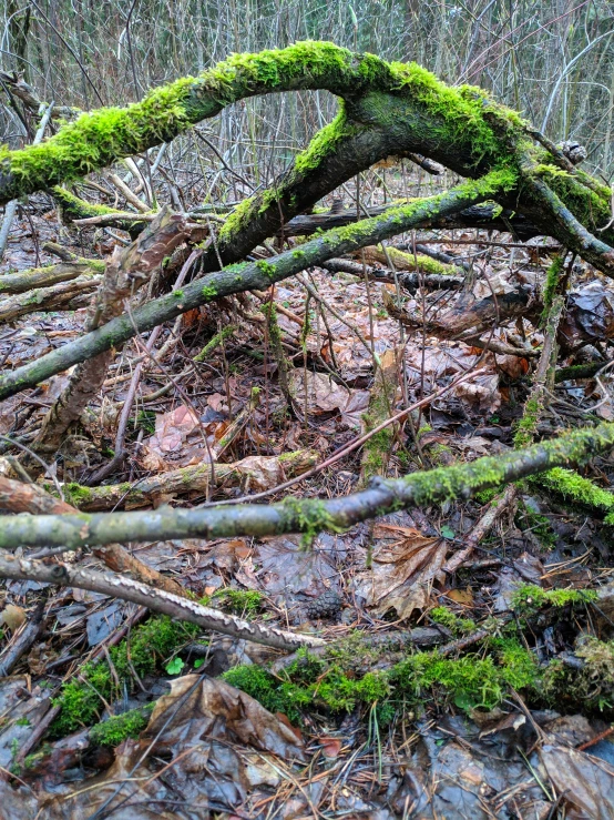 moss on tree trunks in the forest covered with leaves