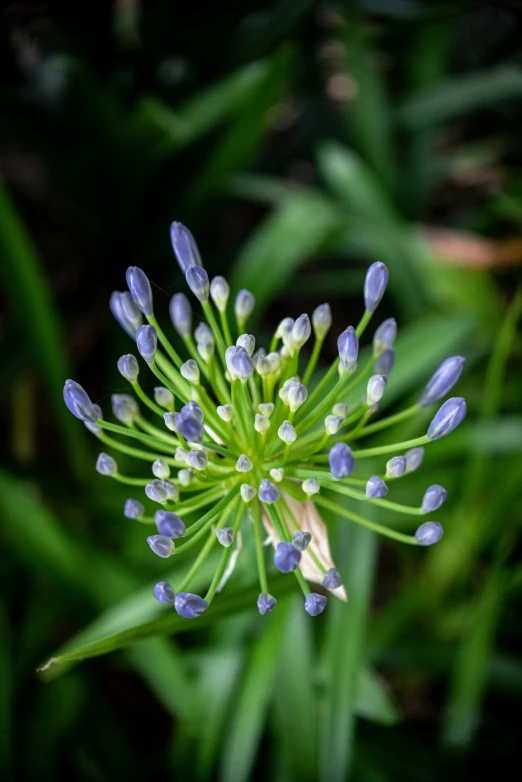 close up view of small blue flowers