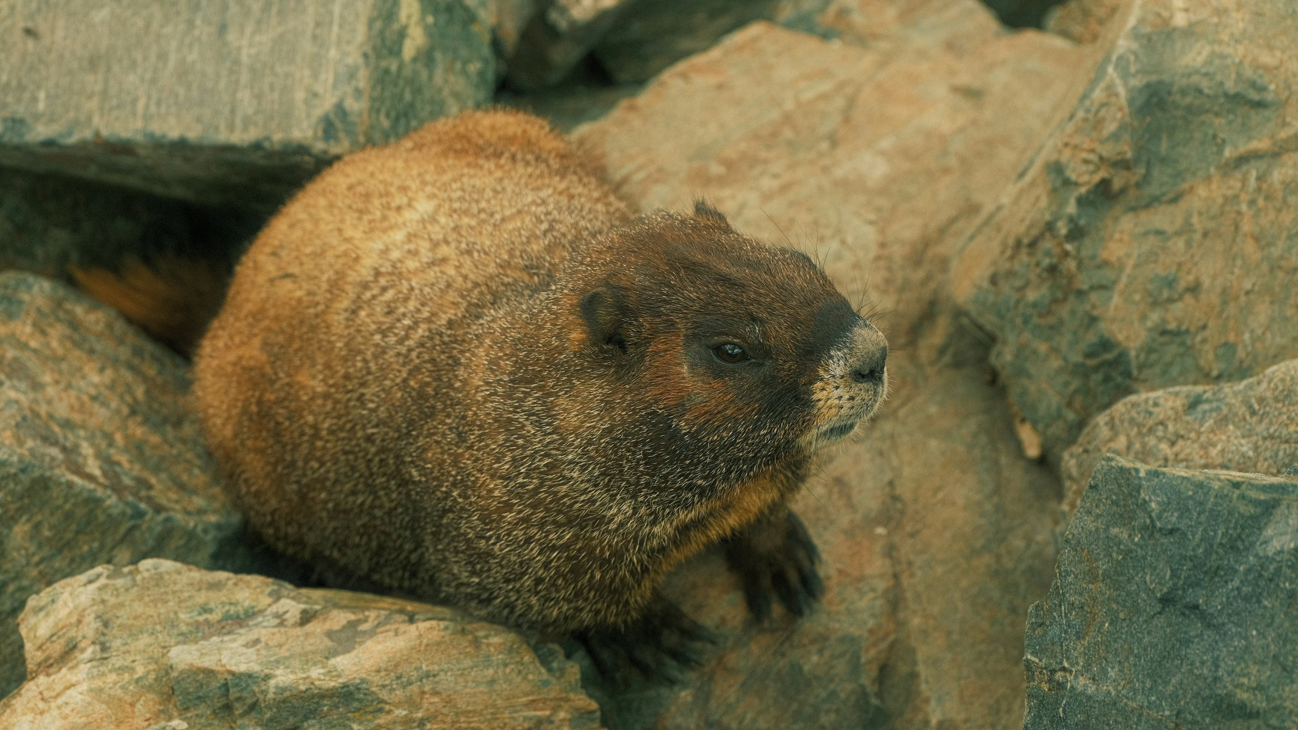 a brown animal laying on top of rocks near water