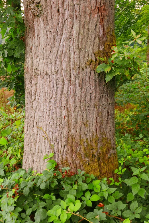 a very tall tree next to many large trees