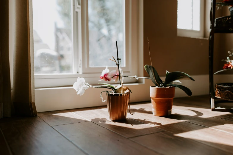 a wooden floor and a large window with sunlight pouring in