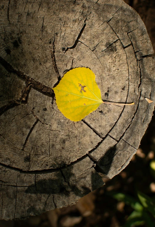 a small yellow leaf sitting on top of a tree trunk