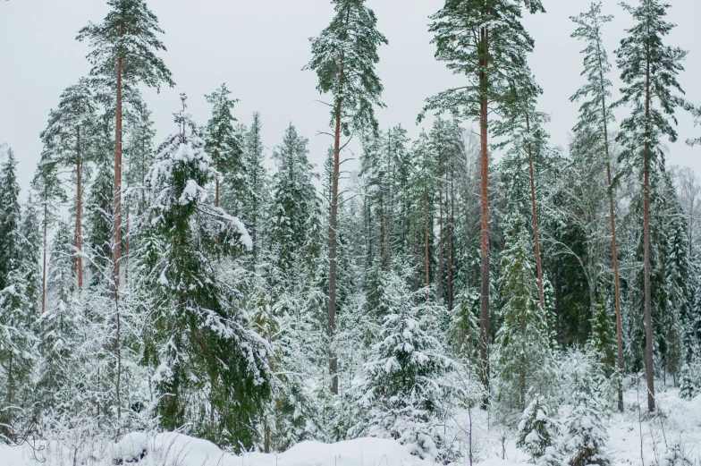 snowy trees and snow covered ground with lots of snow