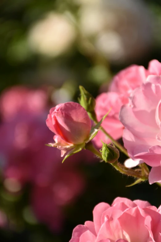 a close up image of some pink flowers