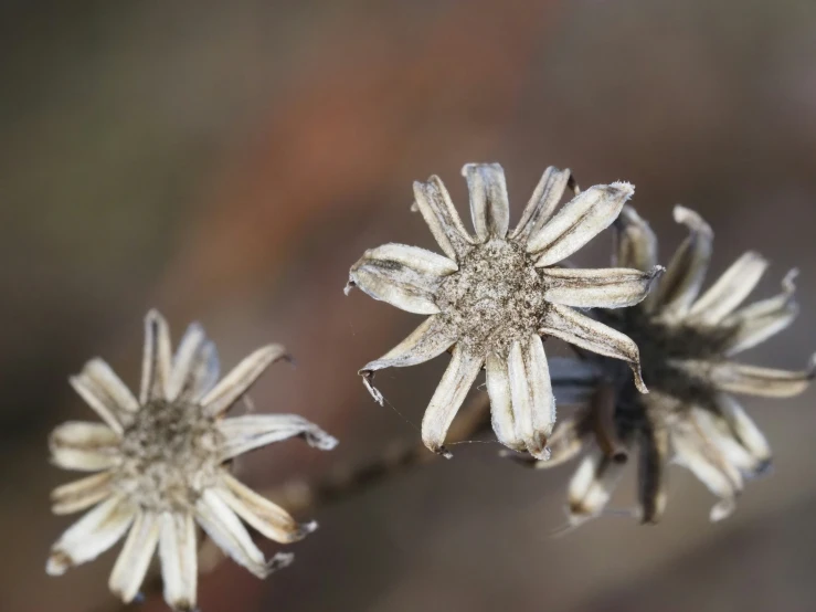 close up po of a flower bud on the stems