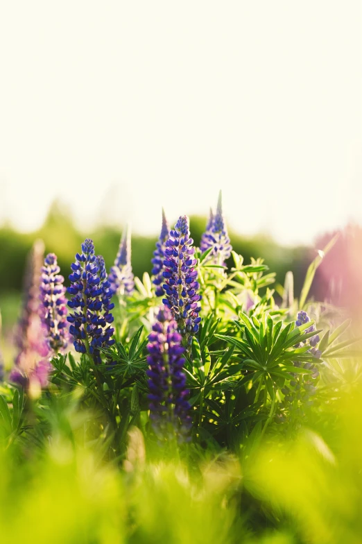 an area with flowers, green grass and sunshine