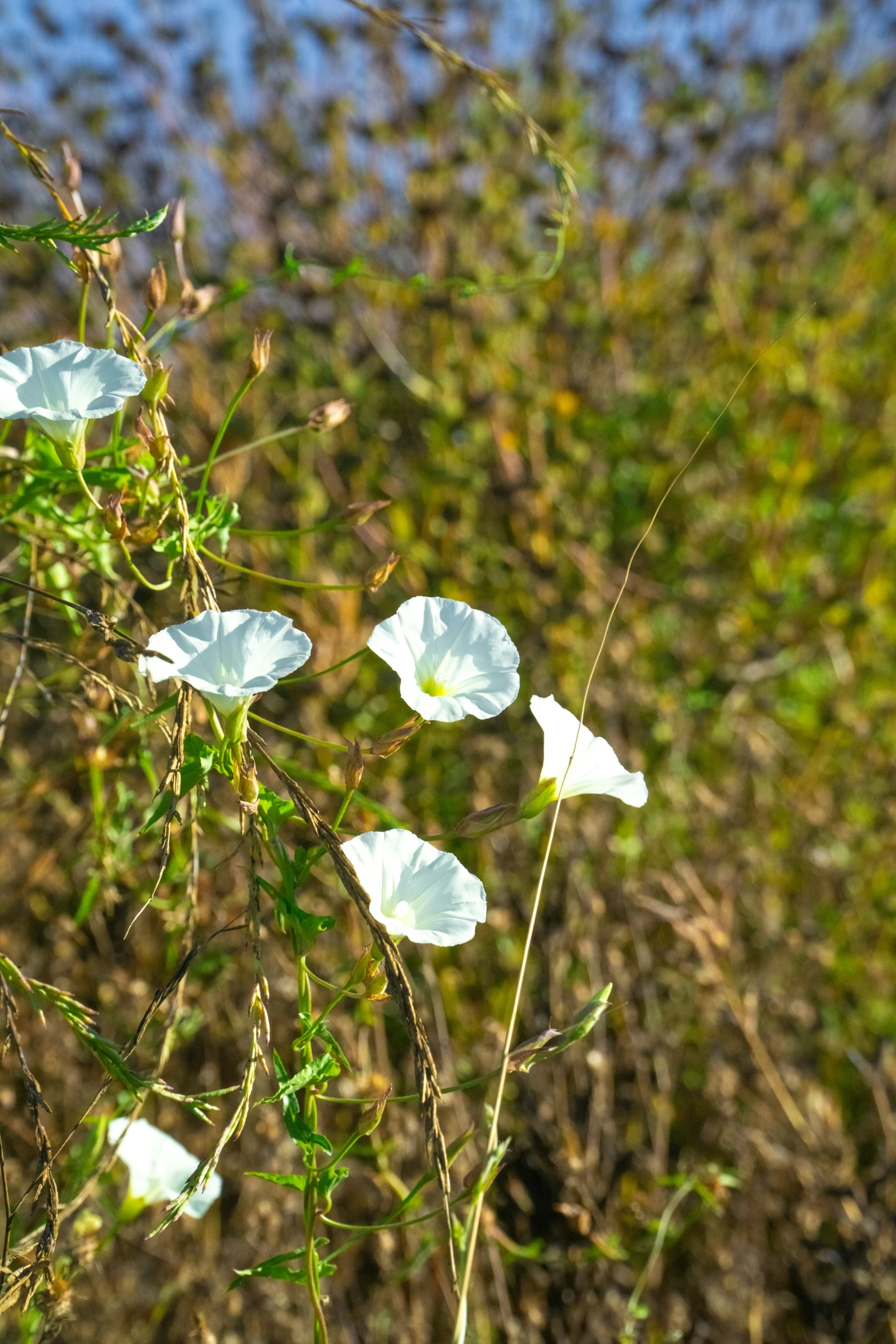 white flowers are blooming in a grassy area