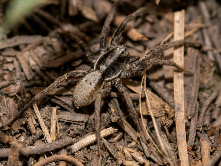 a very large spider sitting in some dirt