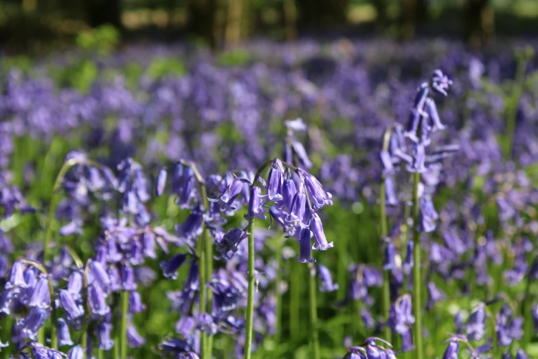 many purple flowers in the middle of a green field