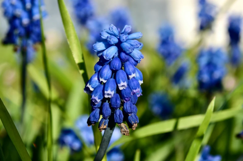 there is blue flowers growing along the grass