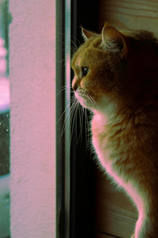 the cat is looking out the window of the house