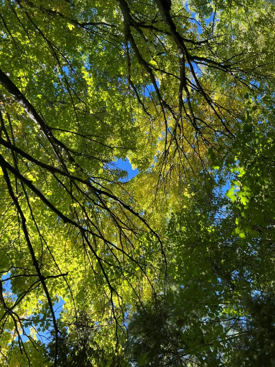 sunlight shines through the green leaves of trees