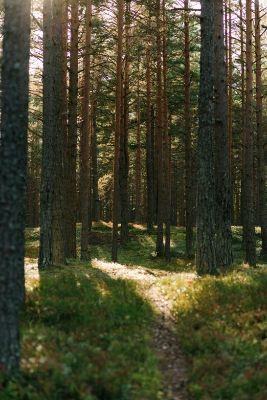 a po taken in the woods with green grass and trees