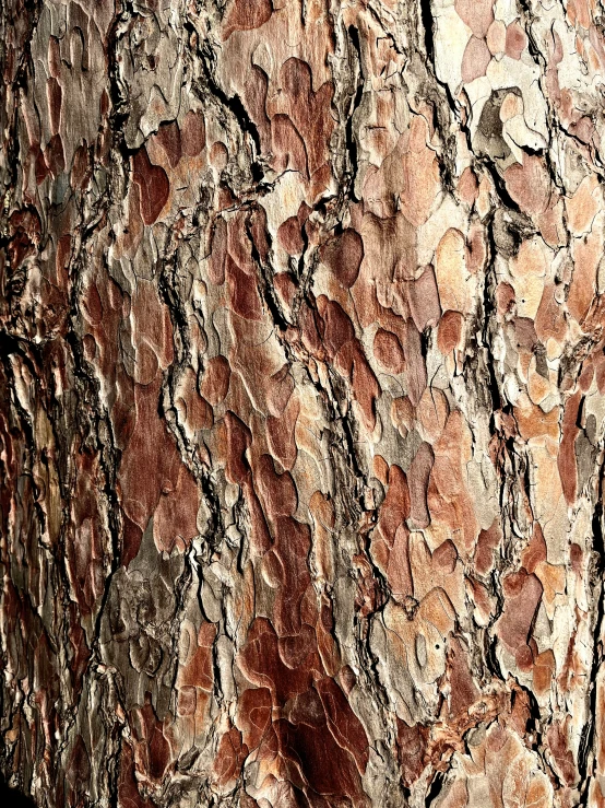 closeup of bark on a large tree