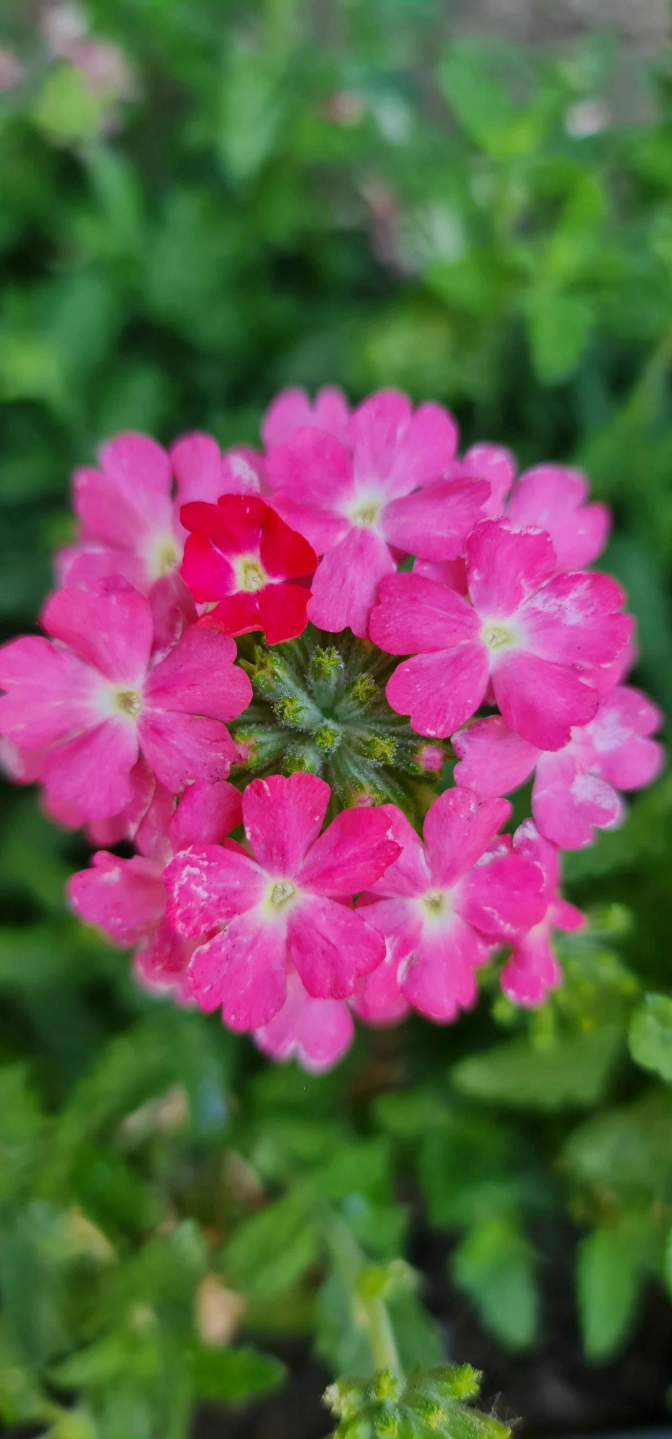 a close - up of a pink flower with green leaves