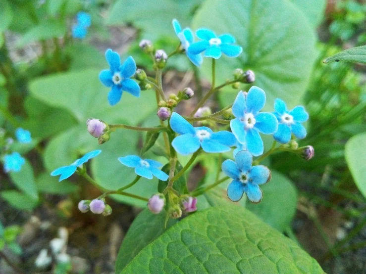 a close up view of blue flowers with green leaves
