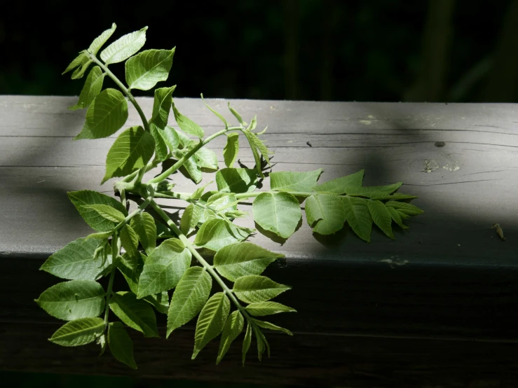 the plant is growing on a bench with some light coming through it