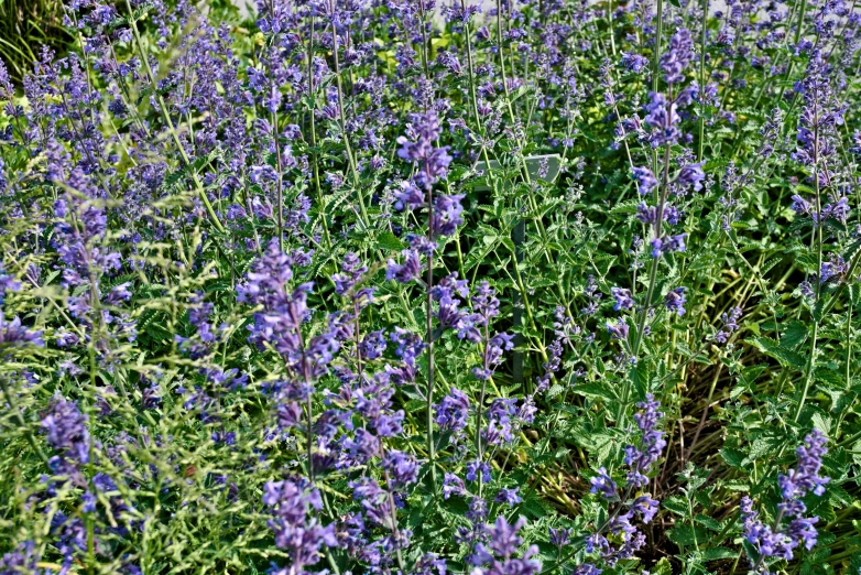 the grass is covered in many purple flowers