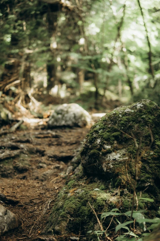 a bear on a path through the woods