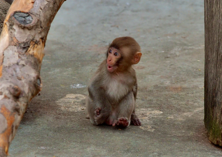 a baby monkey is sitting on the ground