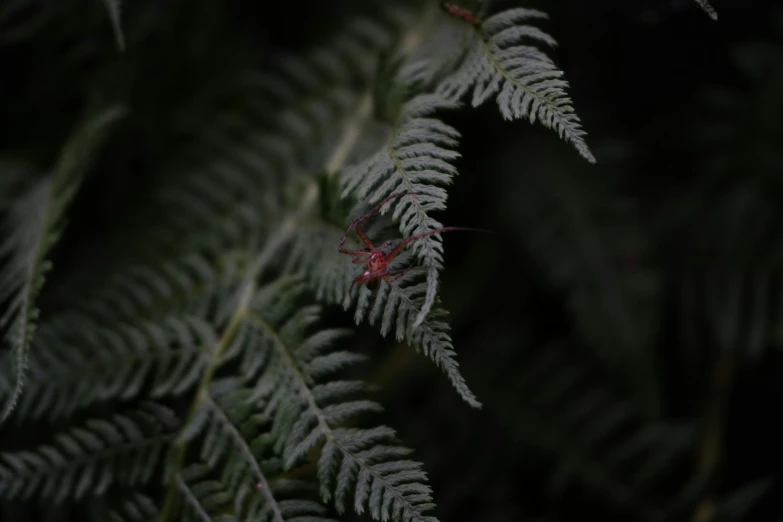 ferns glow green on a dark night