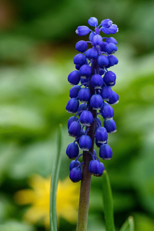 the purple flower has just come out of the stems